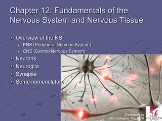 Chapter 12: Fundamentals of the
Nervous System and Nervous Tissue

 Overview of the NS
     PNS (Peripheral Nervous System)
     CNS (Central Nervous System)
 Neurons
 Neuroglia
 Synapse
 Some nomenclature




                                                   Developed by
                                        John Gallagher, MS, DVM
 