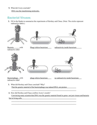 5. What did Avery conclude?
     DNA was the transforming molecules.


Bacterial Viruses
 3. Fill in the blanks to summarize the experiments of Hershey and Chase. (Note: The circles represent
    radioactive labels.)




Bacteria          with        Phage infects bacterium          radioactivity inside bacterium
radioactive label




Bacteriophage with            phage infects bacterium          no radioactivity inside bacterium
radioactive label

 3. What did Hershey and Chase conclude? Why?
    That the genetic material of the bacteriophage was indeed DNA, not protien


 4. How did Hershey and Chase confirm Avery’s results?
    Convincing many scientist that DNA was the genetic material found in genes not just viruses and bacteria
 but in living cells.
 