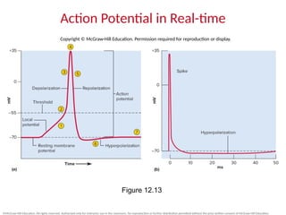 chapter 12 part 2 for Blackboard.pptx Electrical potential and currents ...