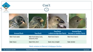 Con’t
05/12/21
By: Asmamaw menelih Department of Biology
26
Beak variation in Darwin’s Galápagos finches.
 