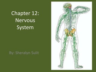 Chapter 12: Nervous System By: Sheralyn Sulit 