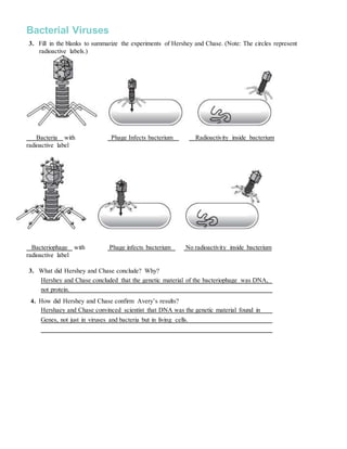 12.2 the structure of dna worksheet answers