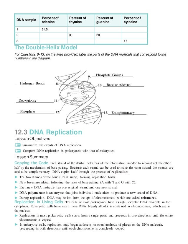 Worksheets Dna The Double Helix Worksheet Answer chapter12 spring2012 dna