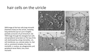 hair cells on the utricle
SEM image of the hair cells long microvilli
(hatched circles) on the utricle, revealing
long stereocilia (up to 5 µm in length)
partially surround a 9-µm kinocilium. (b)
TEM image through the elongate hair cells
and peripheral nerve bed. (c) The top of the
cell, buttressed by a long microvillus. cm,
cell membrane; cp, cuticular plate; hc, hair
cell; jc, junctional complex; lmv, long
microvilli; n, nucleus; ps, phagosomes; pnf,
peripheral nerve fibres; smv, short
microvilli.
 