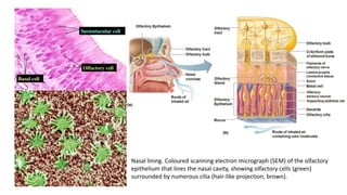 Nasal lining. Coloured scanning electron micrograph (SEM) of the olfactory
epithelium that lines the nasal cavity, showing olfactory cells (green)
surrounded by numerous cilia (hair-like projection, brown).
 