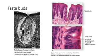 Taste buds
Taste buds of circumvallate
papillae of the mature
cynomolgus (TEM observation)
 