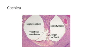 Cochlea
 