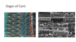 Organ of Corti
 