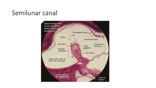 Semilunar canal
 