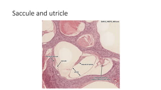 Saccule and utricle
 