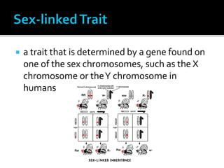 Holt Modern Biology Chapter 12 Vocab Words--Inheritance Patterns and ...