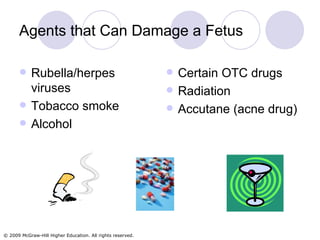 Agents that Can Damage a Fetus Rubella/herpes viruses Tobacco smoke Alcohol Certain OTC drugs Radiation Accutane (acne drug) 