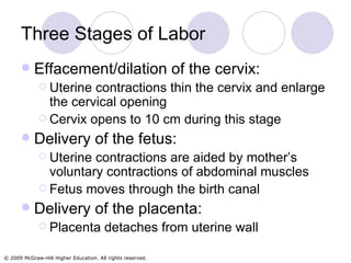 Three Stages of Labor Effacement/dilation of the cervix:  Uterine contractions thin the cervix and enlarge the cervical opening Cervix opens to 10 cm during this stage Delivery of the fetus: Uterine contractions are aided by mother’s voluntary contractions of abdominal muscles Fetus moves through the birth canal Delivery of the placenta:  Placenta detaches from uterine wall 
