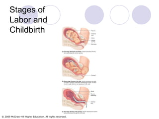 Stages of Labor and Childbirth 