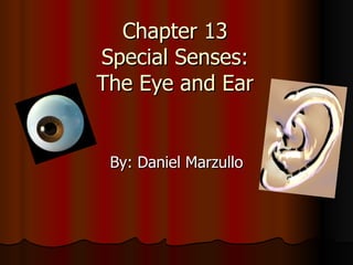 Chapter 13 Special Senses: The Eye and Ear By: Daniel Marzullo 