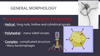 GENERAL MORPHOLOGY
Compare with prokaryotic morphology
 Helical : long rods, hollow and cylindrical spirals
 Polyhedral : many sided viruses
 Complex : complicated structure
 Many bacteriophages

 