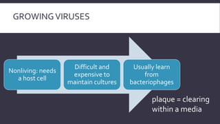 GROWING VIRUSES

Nonliving: needs
a host cell

Difficult and
expensive to
maintain cultures

Usually learn
from
bacteriophages

plaque = clearing
within a media

 