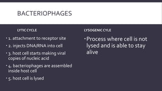 BACTERIOPHAGES
LYTIC CYCLE

 1. attachment to receptor site
 2. injects DNA/RNA into cell
 3. host cell starts making viral
copies of nucleic acid
 4. bacteriophages are assembled
inside host cell

 5. host cell is lysed

LYSOGENIC CYLE

Process where cell is not
lysed and is able to stay
alive

 