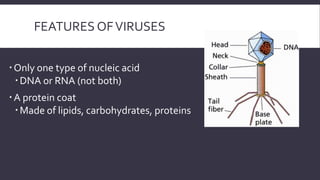 FEATURES OF VIRUSES
 Only one type of nucleic acid
 DNA or RNA (not both)
 A protein coat
 Made of lipids, carbohydrates, proteins

 