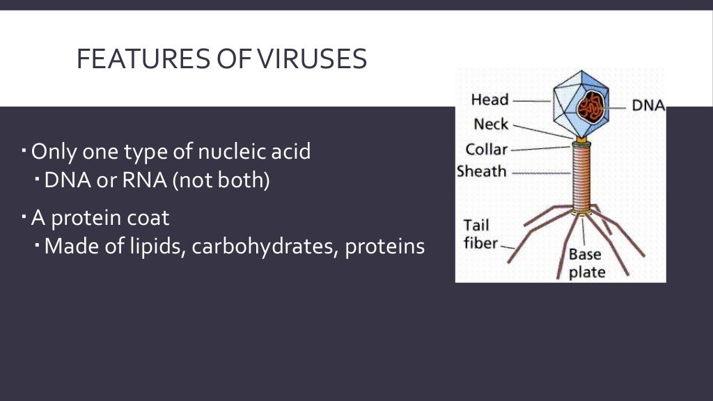 Chapter 13 Viruses, Viroids, and Prions