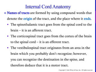 Copyright © John Wiley & Sons, Inc. All rights reserved.
Internal CordAnatomy
 Names of tracts are formed by using compound words that
denote the origin of the tract, and the place where it ends.
 The spinothalamic tract goes from the spinal cord to the
brain – it is an afferent tract.
 The corticospinal tract goes from the cortex of the brain
to the spinal cord – it is an efferent tract.
 The vestibulospinal tract originates from an area in the
brain which you probably don’t recognize; however,
you can recognize the destination in the spine, and
therefore deduce that it is a motor tract.
 