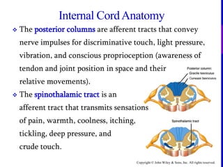 Copyright © John Wiley & Sons, Inc. All rights reserved.
Internal CordAnatomy
 The posterior columns are afferent tracts that convey
nerve impulses for discriminative touch, light pressure,
vibration, and conscious proprioception (awareness of
tendon and joint position in space and their
relative movements).
 The spinothalamic tract is an
afferent tract that transmits sensations
of pain, warmth, coolness, itching,
tickling, deep pressure, and
crude touch.
 