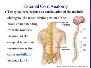 Copyright © John Wiley & Sons, Inc. All rights reserved.
 The spinal cord begins as a continuation of the medulla
oblongata (the most inferior portion of the
brain stem) extending
from the foramen
magnum of the
occipital bone to its
termination as the
conus medullaris
between L1 - L2.
External CordAnatomy
 
