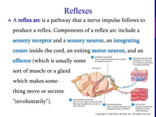 Copyright © John Wiley & Sons, Inc. All rights reserved.
Reflexes
 A reflex arc is a pathway that a nerve impulse follows to
produce a reflex. Components of a reflex arc include a
sensory receptor and a sensory neuron, an integrating
center inside the cord, an exiting motor neuron, and an
effector (which is usually some
sort of muscle or a gland
which makes some-
thing move or secrete
“involuntarily”).
 