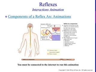 Copyright © John Wiley & Sons, Inc. All rights reserved.
Reflexes
InteractionsAnimation
 Components of a Reflex Arc Animations
You must be connected to the internet to run this animation
 