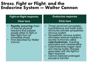 Stress, Fight or Flight, and the 
Endocrine System — Walter Cannon 
Endocrine response 
Click here 
Fight-or-flight response 
Click here 
• Rapidly occurring chain 
of internal physical 
reactions that prepare 
people either to fight or 
take flight from an 
immediate threat 
• First described by Walter 
Cannon 
• Threat perceived (amygdala), 
hypothalamus and lower brain 
structures activate sympathetic 
nervous system 
• Sympathetic nervous system 
stimulates adrenal medulla to 
secrete hormones called 
catecholamines, including 
adrenaline and noradrenaline 
• Catecholamines trigger rapid 
and intense bodily changes 
associated with the fight-or-flight 
response 
• Cannon believed prolonged 
arousal is harmful 
 