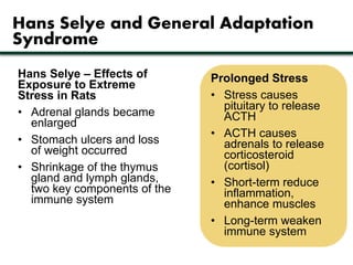 Hans Selye and General Adaptation 
Syndrome 
Prolonged Stress 
• Stress causes 
pituitary to release 
ACTH 
• ACTH causes 
adrenals to release 
corticosteroid 
(cortisol) 
• Short-term reduce 
inflammation, 
enhance muscles 
• Long-term weaken 
immune system 
Hans Selye – Effects of 
Exposure to Extreme 
Stress in Rats 
• Adrenal glands became 
enlarged 
• Stomach ulcers and loss 
of weight occurred 
• Shrinkage of the thymus 
gland and lymph glands, 
two key components of the 
immune system 
 