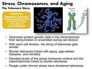 Stress, Chromosomes, and Aging 
The Telomere Story 
Telomeres 
Repeated duplicate 
DNA sequences that 
are found at the 
very tips of 
chromosomes 
• Telomeres protect genetic data in the chromosomes 
from being broken or scrambled during cell division 
• With each cell division, the string of telomeres gets 
shorter 
• Shorter telomeres linked with aging, age-related 
diseases, and mortality 
• Elevated levels of the stress hormones cortisol and the 
catecholamines linked to shorter telomeres 
• People under chronic stress have shortened telomeres 
 