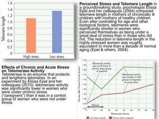 Perceived Stress and Telomere Length In 
a groundbreaking study, psychologist Elissa 
Epel and her colleagues (2004) compared 
telomere length in mothers of chronically ill 
children with mothers of healthy children. 
Even after controlling for age and other 
biological factors, telomeres were 
significantly shorter in women who 
perceived themselves as being under a 
great deal of stress than in those who did 
not. The reduction in telomere length in the 
highly stressed women was roughly 
equivalent to more than a decade of normal 
aging (Epel & others, 2004). 
Effects of Chronic and Acute Stress 
on Telomerase Activity 
Telomerase is an enzyme that protects 
and lengthens telomeres. In an 
experiment by Elissa Epel and her 
colleagues (2010), telomerase activity 
was significantly lower in women who 
were under chronic stress 
(“caregivers”) than it was in a control 
group of women who were not under 
stress. 
 