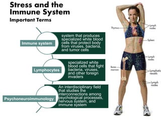 Stress and the 
Immune System 
Important Terms 
system that produces 
specialized white blood 
cells that protect body 
from viruses, bacteria, 
and tumor cells 
Immune system 
specialized white 
blood cells that fight 
bacteria, viruses, 
and other foreign 
invaders 
Lymphocytes 
An interdisciplinary field 
that studies the 
interconnections among 
psychological processes, 
nervous system, and 
immune system 
Psychoneuroimmunology 
 
