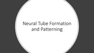 Neural Tube Formation
and Patterning
 