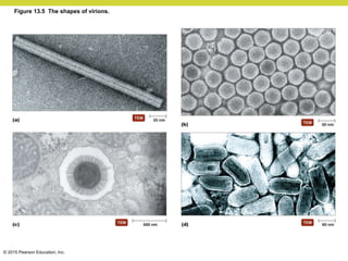 © 2015 Pearson Education, Inc.
Figure 13.5 The shapes of virions.
 