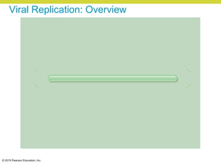 © 2015 Pearson Education, Inc.
Viral Replication: Overview
 
