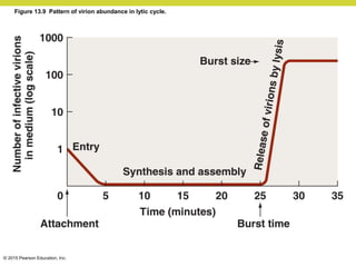 © 2015 Pearson Education, Inc.
Figure 13.9 Pattern of virion abundance in lytic cycle.
 