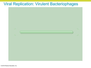 © 2015 Pearson Education, Inc.
Viral Replication: Virulent Bacteriophages
 