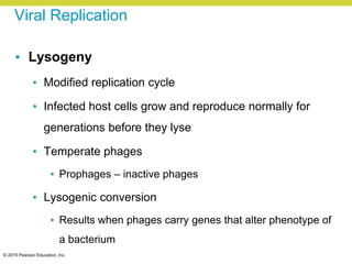 © 2015 Pearson Education, Inc.
Viral Replication
• Lysogeny
• Modified replication cycle
• Infected host cells grow and reproduce normally for
generations before they lyse
• Temperate phages
• Prophages – inactive phages
• Lysogenic conversion
• Results when phages carry genes that alter phenotype of
a bacterium
 
