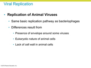 © 2015 Pearson Education, Inc.
Viral Replication
• Replication of Animal Viruses
• Same basic replication pathway as bacteriophages
• Differences result from
• Presence of envelope around some viruses
• Eukaryotic nature of animal cells
• Lack of cell wall in animal cells
 