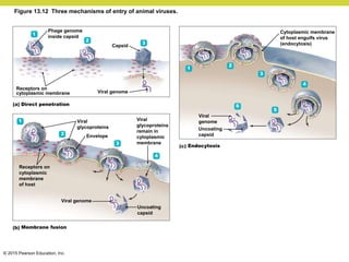 © 2015 Pearson Education, Inc.
Figure 13.12 Three mechanisms of entry of animal viruses.
Phage genome
inside capsid
Capsid
Viral genome
Receptors on
cytoplasmic membrane
Direct penetration
Viral
glycoproteins
Receptors on
cytoplasmic
membrane
of host
Envelope
Viral
glycoproteins
remain in
cytoplasmic
membrane
Endocytosis
Viral
genome
Uncoating
capsid
Cytoplasmic membrane
of host engulfs virus
(endocytosis)
Viral genome
Uncoating
capsid
Membrane fusion
1
2
3
1
2
3
4
5
6
4
3
2
1
 