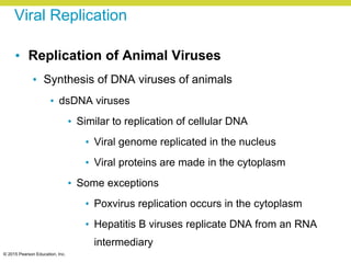 © 2015 Pearson Education, Inc.
Viral Replication
• Replication of Animal Viruses
• Synthesis of DNA viruses of animals
• dsDNA viruses
• Similar to replication of cellular DNA
• Viral genome replicated in the nucleus
• Viral proteins are made in the cytoplasm
• Some exceptions
• Poxvirus replication occurs in the cytoplasm
• Hepatitis B viruses replicate DNA from an RNA
intermediary
 