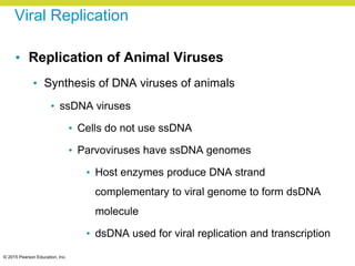 © 2015 Pearson Education, Inc.
Viral Replication
• Replication of Animal Viruses
• Synthesis of DNA viruses of animals
• ssDNA viruses
• Cells do not use ssDNA
• Parvoviruses have ssDNA genomes
• Host enzymes produce DNA strand
complementary to viral genome to form dsDNA
molecule
• dsDNA used for viral replication and transcription
 