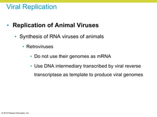 © 2015 Pearson Education, Inc.
Viral Replication
• Replication of Animal Viruses
• Synthesis of RNA viruses of animals
• Retroviruses
• Do not use their genomes as mRNA
• Use DNA intermediary transcribed by viral reverse
transcriptase as template to produce viral genomes
 