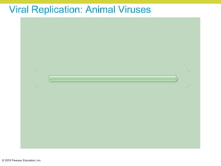 © 2015 Pearson Education, Inc.
Viral Replication: Animal Viruses
 