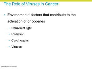 © 2015 Pearson Education, Inc.
The Role of Viruses in Cancer
• Environmental factors that contribute to the
activation of oncogenes
• Ultraviolet light
• Radiation
• Carcinogens
• Viruses
 