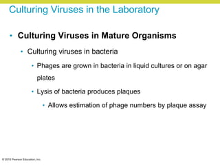 © 2015 Pearson Education, Inc.
Culturing Viruses in the Laboratory
• Culturing Viruses in Mature Organisms
• Culturing viruses in bacteria
• Phages are grown in bacteria in liquid cultures or on agar
plates
• Lysis of bacteria produces plaques
• Allows estimation of phage numbers by plaque assay
 