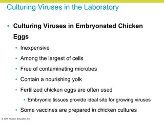 © 2015 Pearson Education, Inc.
Culturing Viruses in the Laboratory
• Culturing Viruses in Embryonated Chicken
Eggs
• Inexpensive
• Among the largest of cells
• Free of contaminating microbes
• Contain a nourishing yolk
• Fertilized chicken eggs are often used
• Embryonic tissues provide ideal site for growing viruses
• Some vaccines are prepared in chicken cultures
 