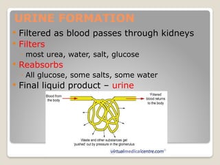 Chapter 13.1- EXCRETION IN HUMANS IGCSE BIO | PPTX